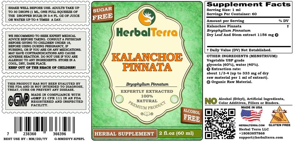 Alcohol-Free Kalanchoe Pinnata Glycerite Liquid Extract 2 fl.oz - Herbal Terra LLC - Dried Leaves and Stems - Pack of 1