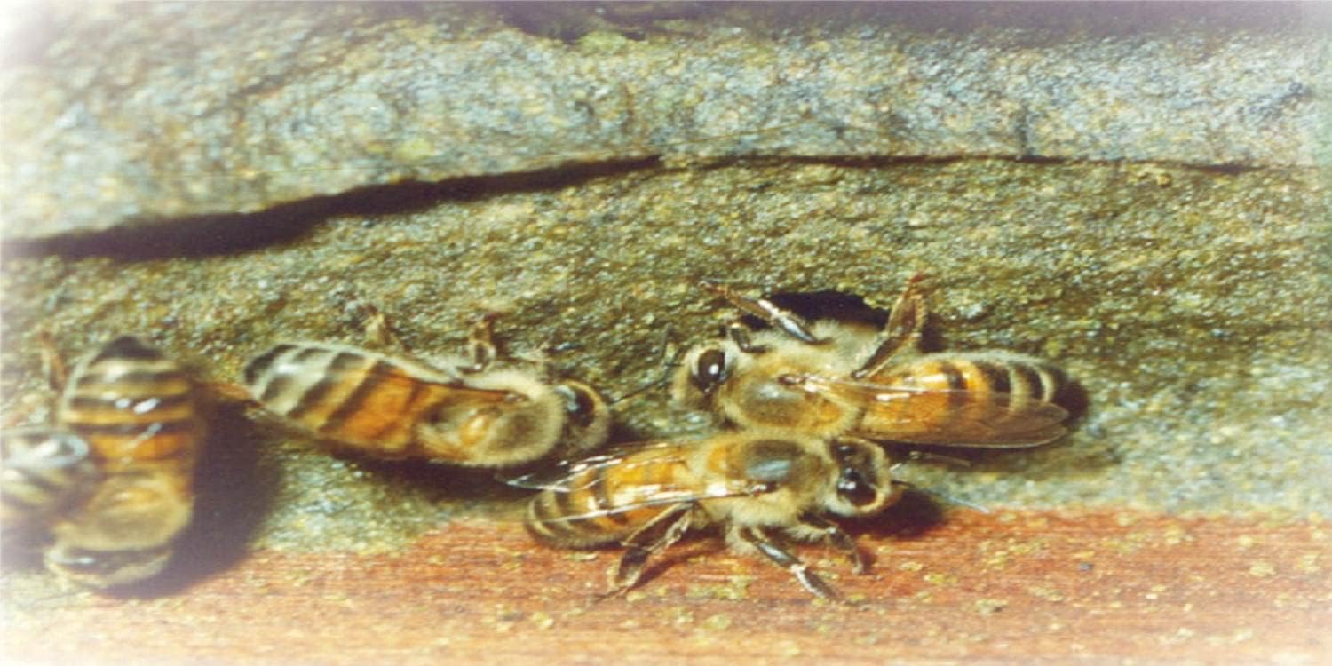 APIS FAMILIA Brazilian Green Bee Propolis Extract - Natural Immune Support, High Concentration - 30% Pure Extract