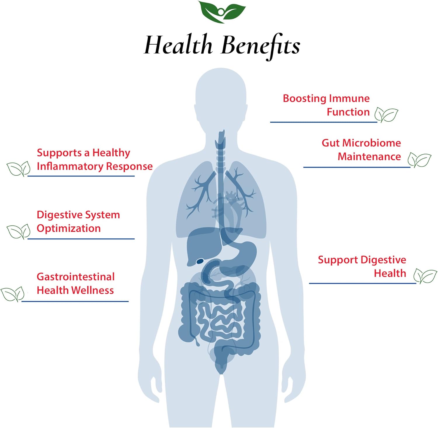 B. Longum Probiotic Powder 100 Billion cfu's | USA Made | No Additives | Digestive & Immune Support | High Potency | 60g