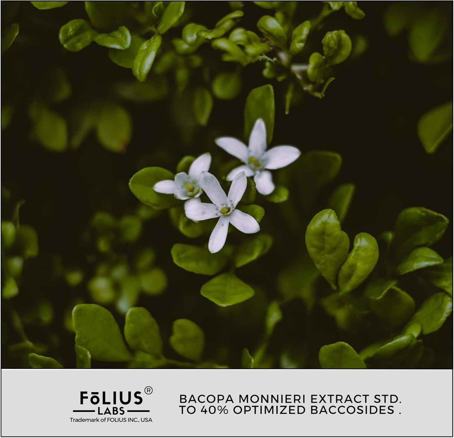 Bacopa Monnieri Capsules 750mg – Herbal Supplement with 40% Bacosides Bacopa Monnieri – 60 Capsules