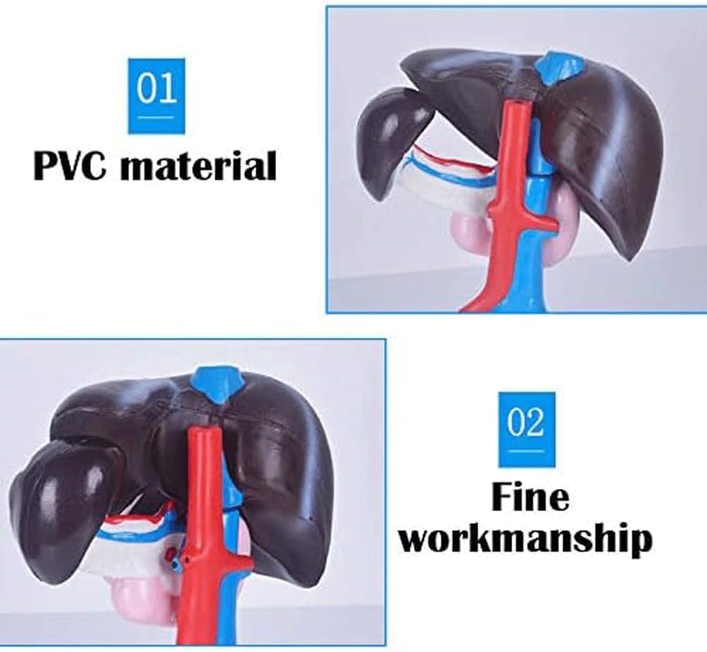 Detachable Human Liver, Pancreas, and Duodenum Model for Medical Study Tools