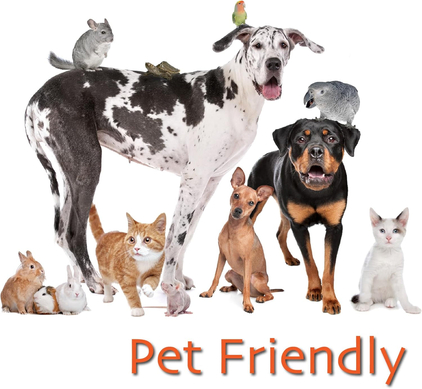 Fantastic Fungi® Super 7 Mushroom Extract Powder - Lion's Mane, Reishi, Turkey Tail, Cordyceps, Shiitake, Chaga, Maitake - 100g