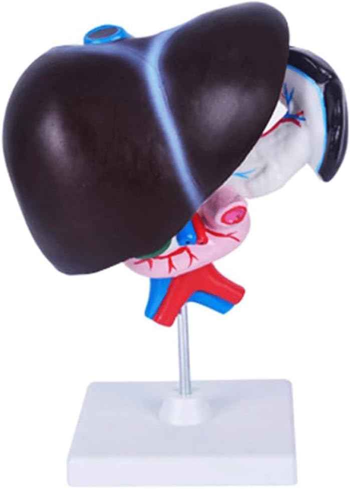 FROON Artificial Liver Pancreas Duodenum Model Liver Teaching Aids Medical Liver Anatomy Model Detachable Into 3 Parts for Study Tools