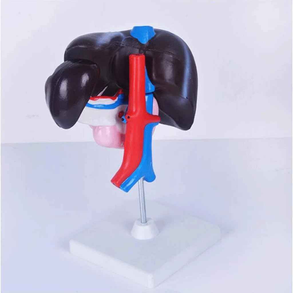 FROON Artificial Liver Pancreas Duodenum Model Liver Teaching Aids Medical Liver Anatomy Model Detachable Into 3 Parts for Study Tools