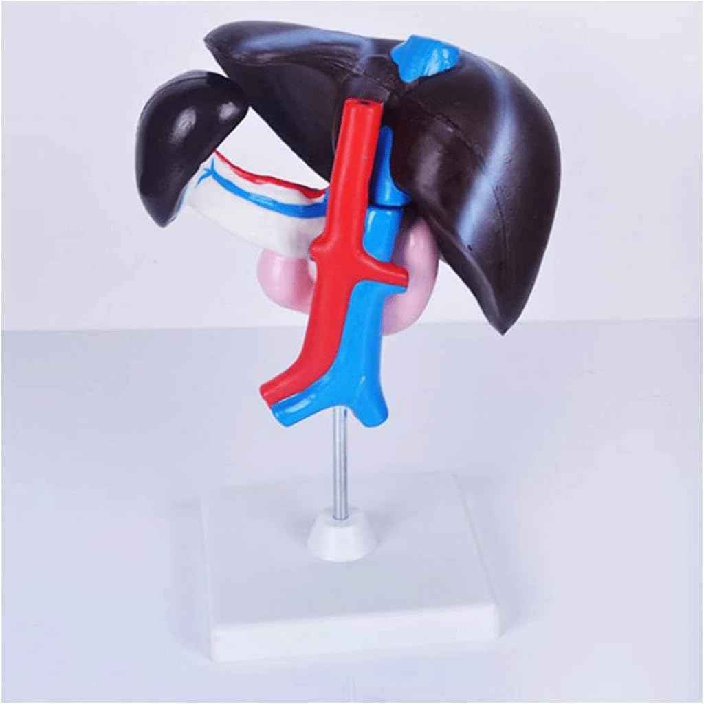 FROON Artificial Liver Pancreas Duodenum Model Liver Teaching Aids Medical Liver Anatomy Model Detachable Into 3 Parts for Study Tools