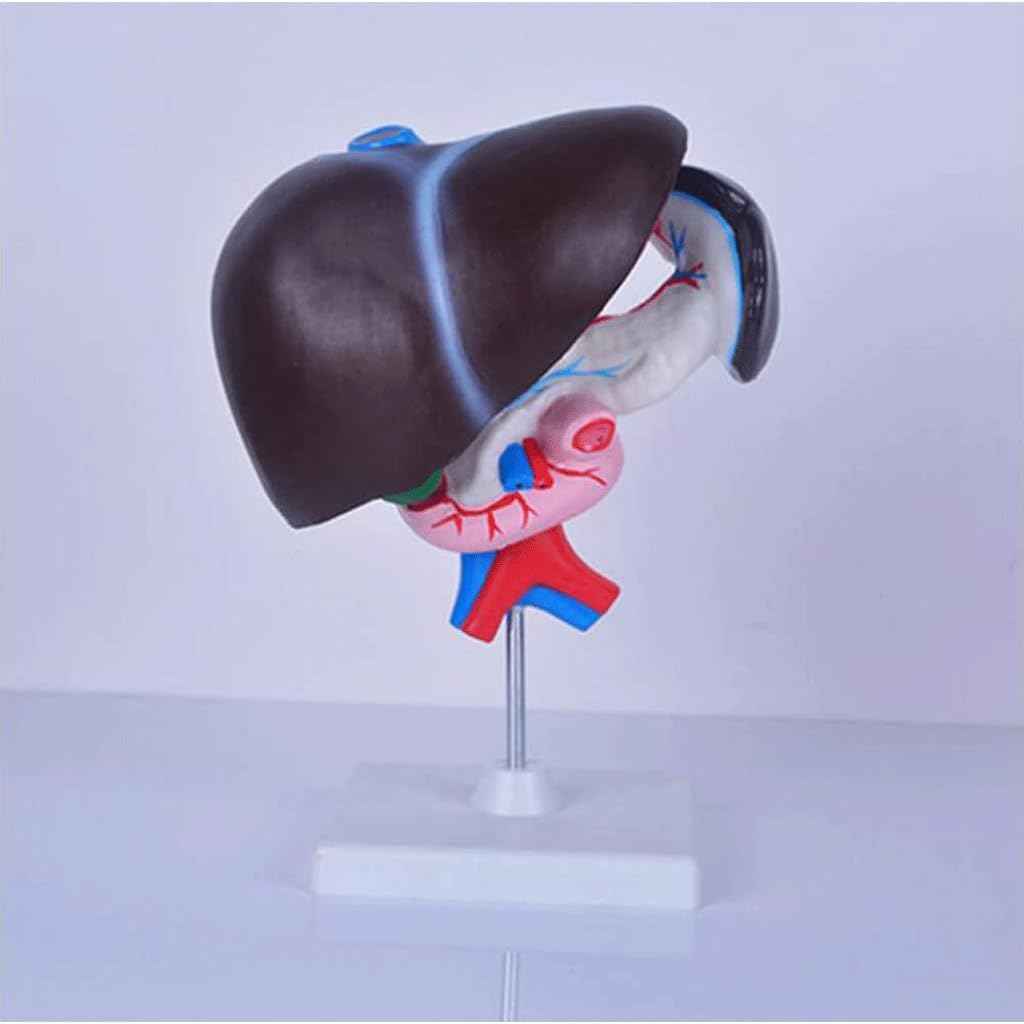 FROON Artificial Liver Pancreas Duodenum Model Liver Teaching Aids Medical Liver Anatomy Model Detachable Into 3 Parts for Study Tools