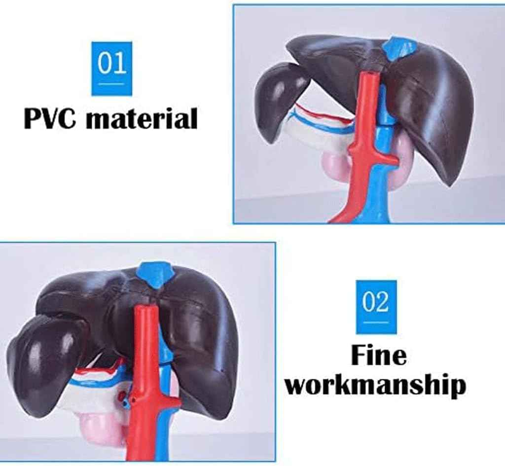 FROON Artificial Liver Pancreas Duodenum Model Liver Teaching Aids Medical Liver Anatomy Model Detachable Into 3 Parts for Study Tools
