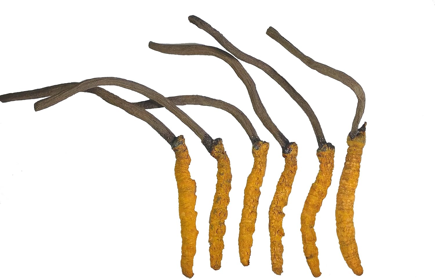 High Grade Wild Cordyceps Sinensis Mushrooms - Genuine and Rare Himalayan Strain for Energy Boost and Stress Reduction, 3g