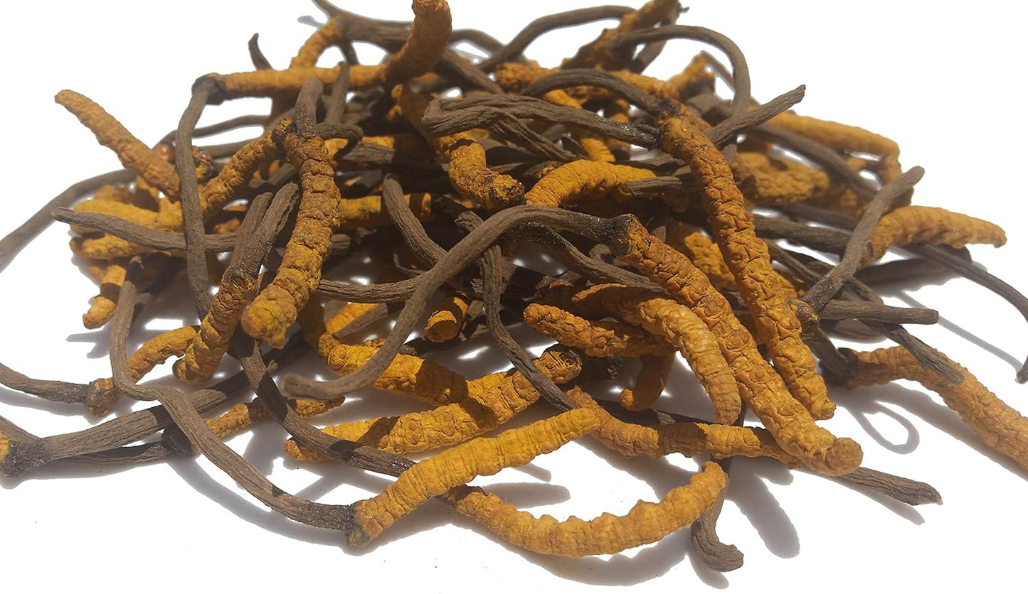 High Grade Wild Cordyceps Sinensis Mushrooms - Genuine and Rare Himalayan Strain for Energy Boost and Stress Reduction, 3g