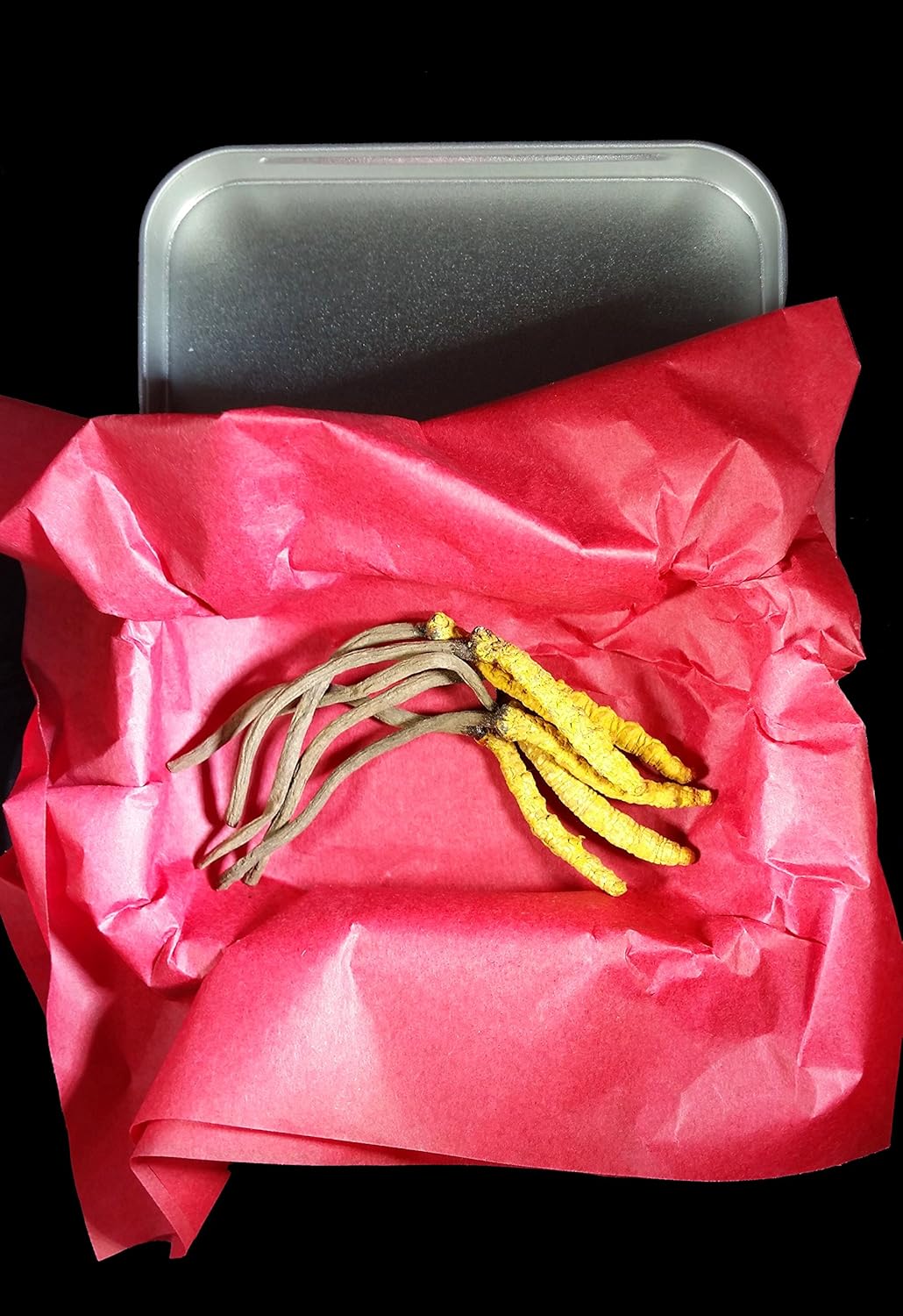 High Grade Wild Cordyceps Sinensis Mushrooms - Genuine and Rare Himalayan Strain for Energy Boost and Stress Reduction, 3g