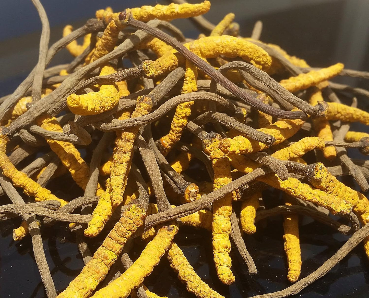 High Grade Wild Cordyceps Sinensis Mushrooms - Genuine and Rare Himalayan Strain for Energy Boost and Stress Reduction, 3g