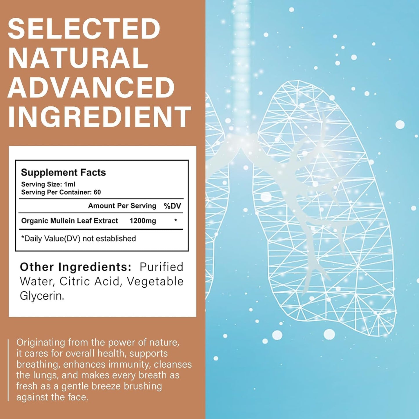Lilymoon Mullein Leaf Extract Drops - Respiratory Support & Mucus Relief - Lungs Cleanse - No GMOs (2 Oz)