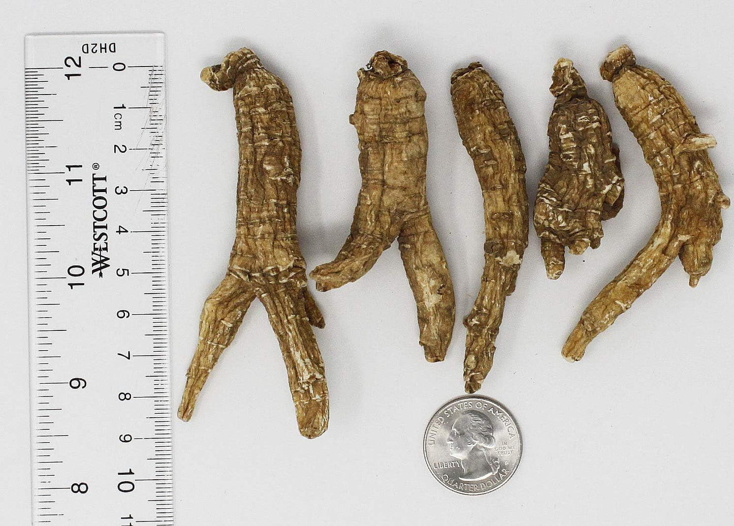 Medium & Large Hand-Selected American Wisconsin Ginseng Roots - Cultivated in Wisconsin (8oz/Box)