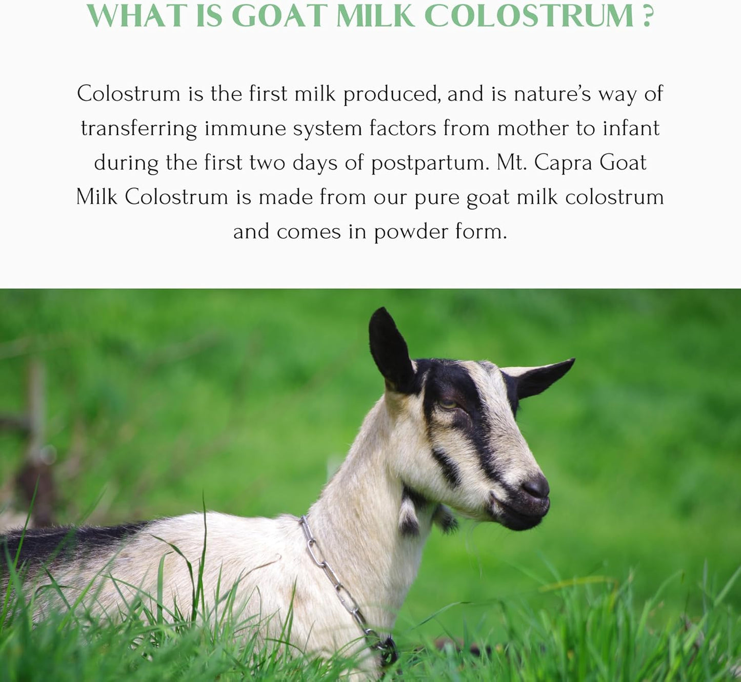Mt. Capra Goat Milk Colostrum: Immune Support & Gut Health - Grass-Fed, High in Immunoglobulins | 60 Servings