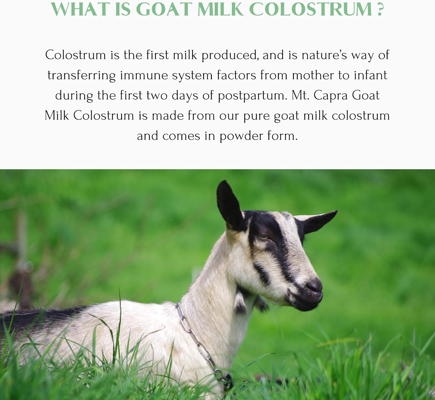 Mt. Capra Goat Milk Colostrum: Immune Support & Gut Health - Grass-Fed, High in Immunoglobulins | 60 Servings