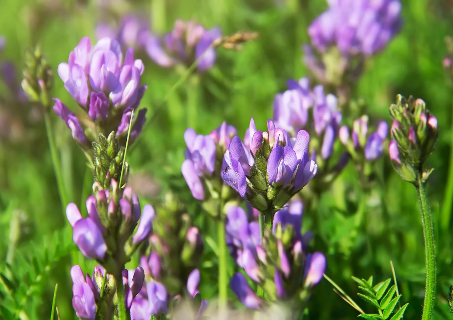 Organic Alfalfa Sprouting Seeds - 8 Ounces, Non-GMO, Kosher, Raw - Food to Live