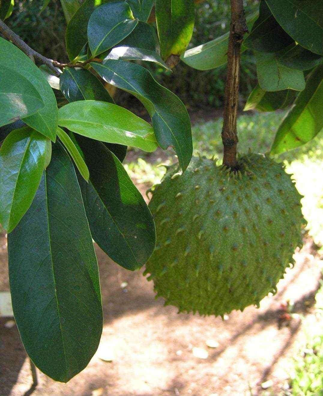 Organic RastaMan Stew Soursop Tea Powder - Pure Graviola Leaf Extract, Rich in Antioxidants - No Preservatives, 4oz