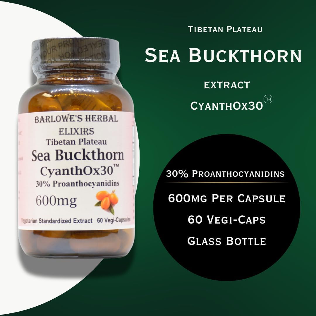 Sea Buckthorn Extract Capsules | CyanthOX 30™ | 600mg per Capsule | Skin, Immune, & Digestive Support | 60 Vegan Capsules | Glass Bottled Formula by Barlowe's Herbal Elixirs