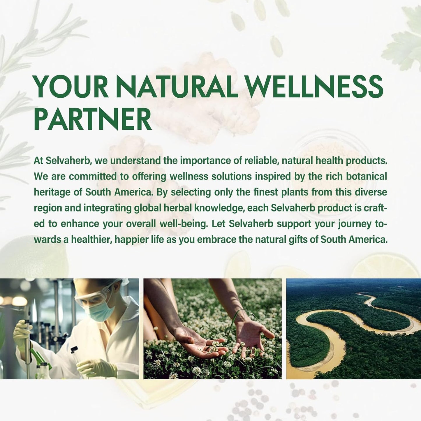 Selvaherb Lymphatic Support Drops with Poke Root, Cleavers, Dandelion & Echinacea Extract - 2oz Herbal Supplement