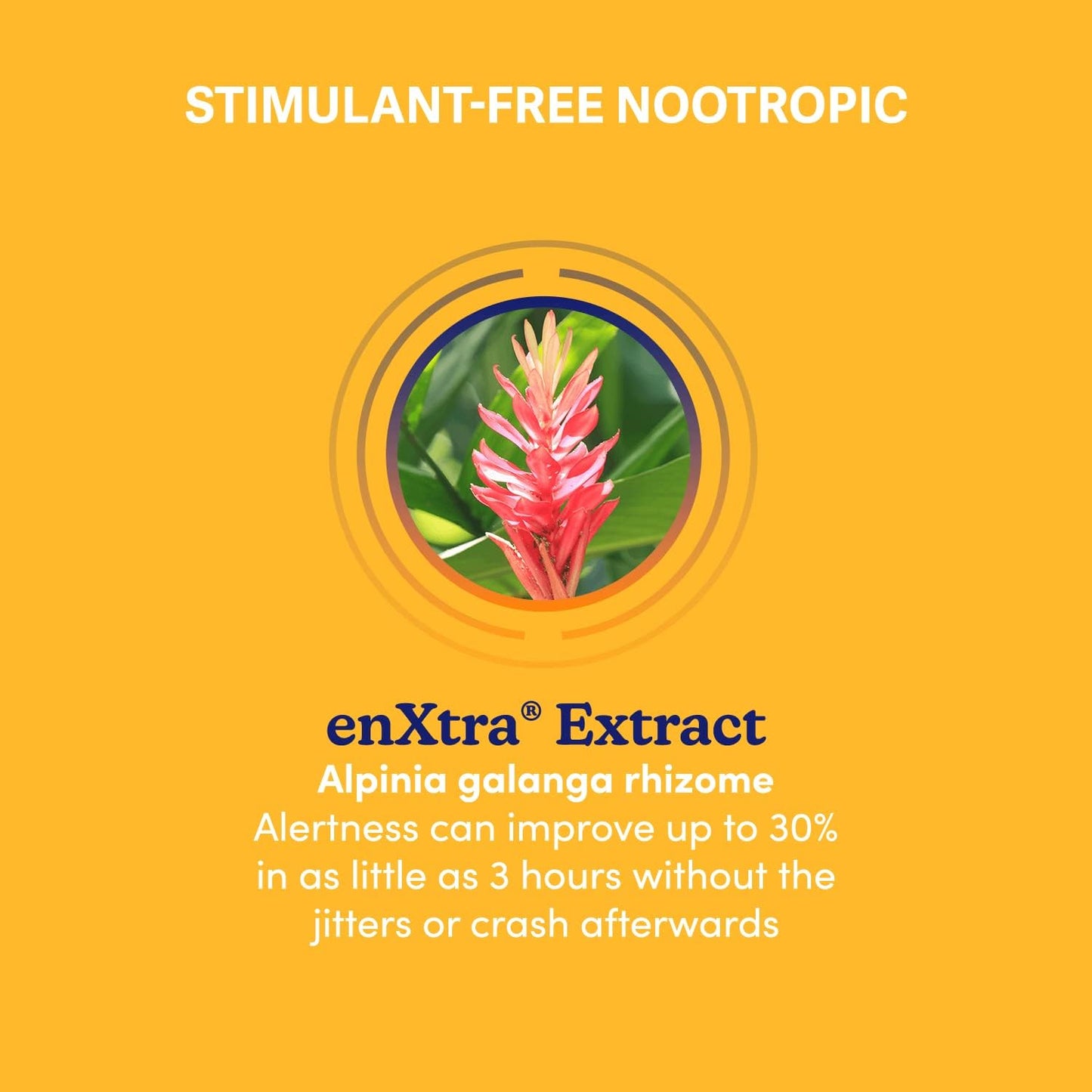 Swanson WIO Big Brain Energy Caffeine Alternative with enXtra Alpinia Galanga - 30 Capsules for Mental Wellness and Focus