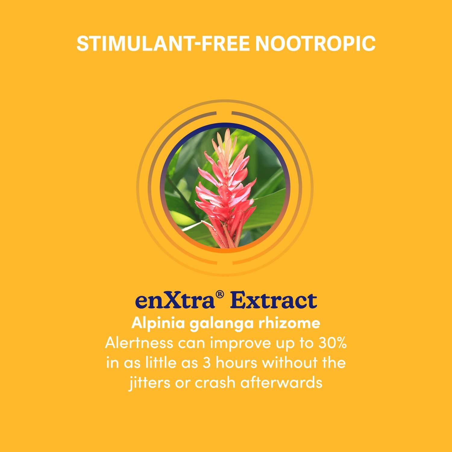 Swanson WIO Big Brain Energy Caffeine Alternative with enXtra Alpinia Galanga - 30 Capsules for Mental Wellness and Focus