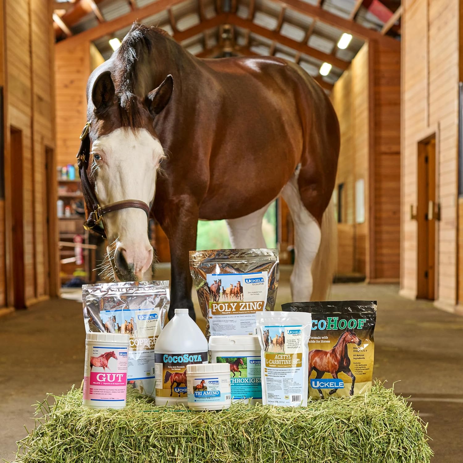 Uckele Equi Sweet Molasses with Stevia - Sugar-Free Liquid for Picky Eaters - 1 Gallon
