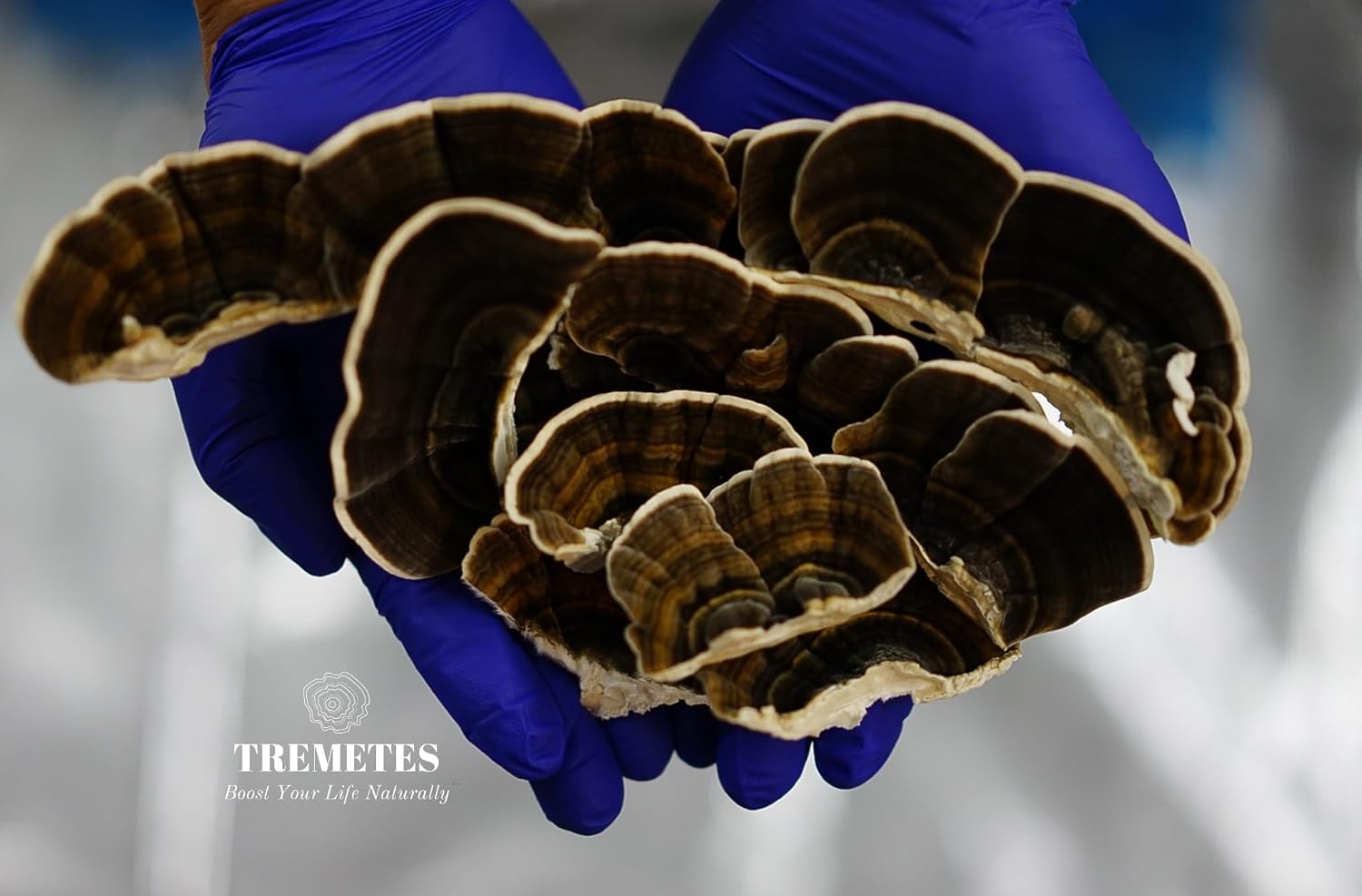 Ultra Premium Dried Turkey Tail Whole Fruiting Bodies by Tremetes - High Quality Mushroom Supplement for Immunity Boost