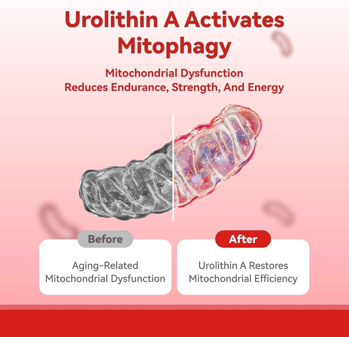 Urolithin A with Akkermansia Probiotic Capsules - 30 Capsules - Supports Mitochondrial Health & Gut Function