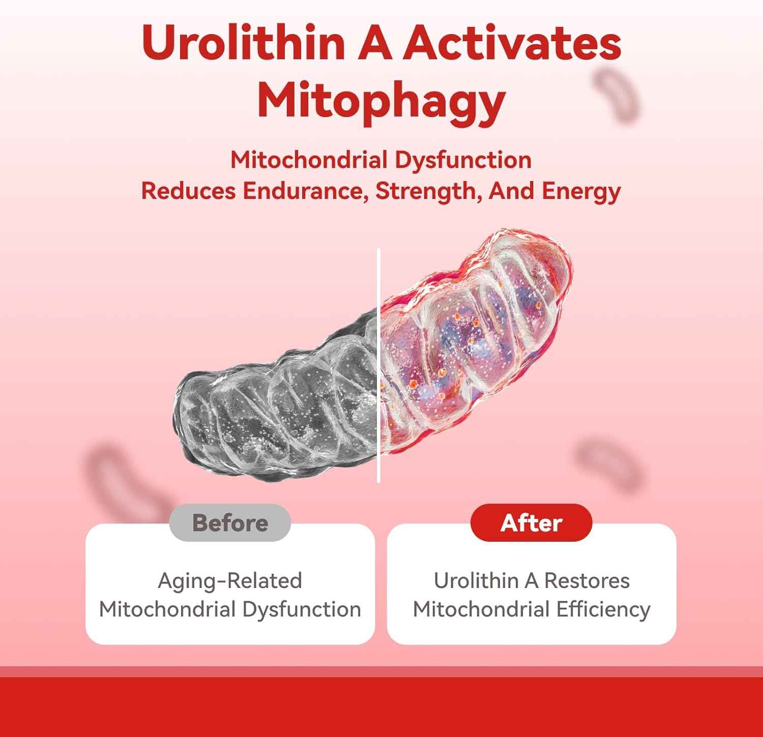 Urolithin A with Akkermansia Probiotic Capsules - 30 Capsules - Supports Mitochondrial Health & Gut Function