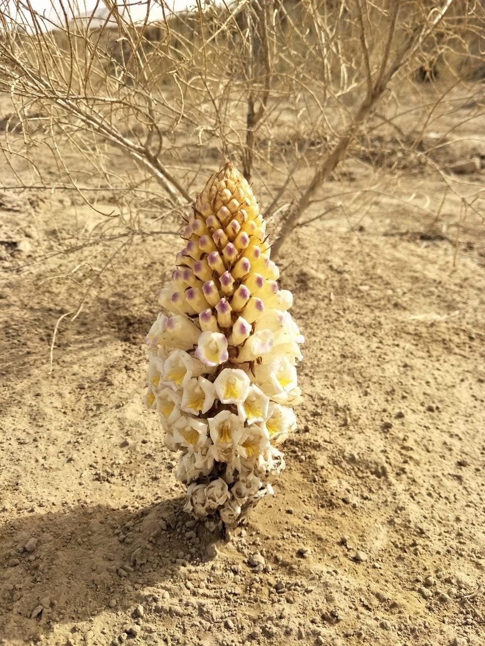 Wild Sinkiang Desertliving Cistanche tubulosa Extract Capsules - 400mg x 100 - Herbal Tonic Blend