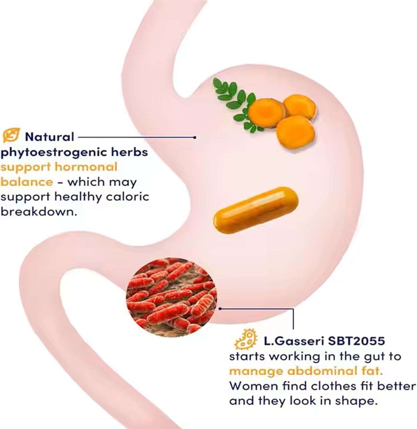 Women's Moringa Probiotic with Turmeric for Digestive, Joint, and Menopause Support - Non-GMO, Gluten-Free - 60 Capsules