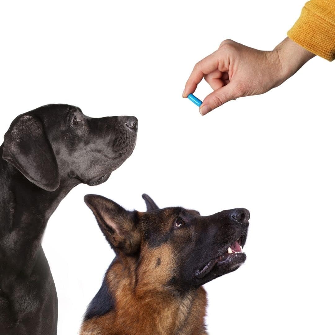 Yellow Gelatin Empty Capsules Size 00 - 500 Count - Beef Gel Caps for DIY Pills - Halal Certified