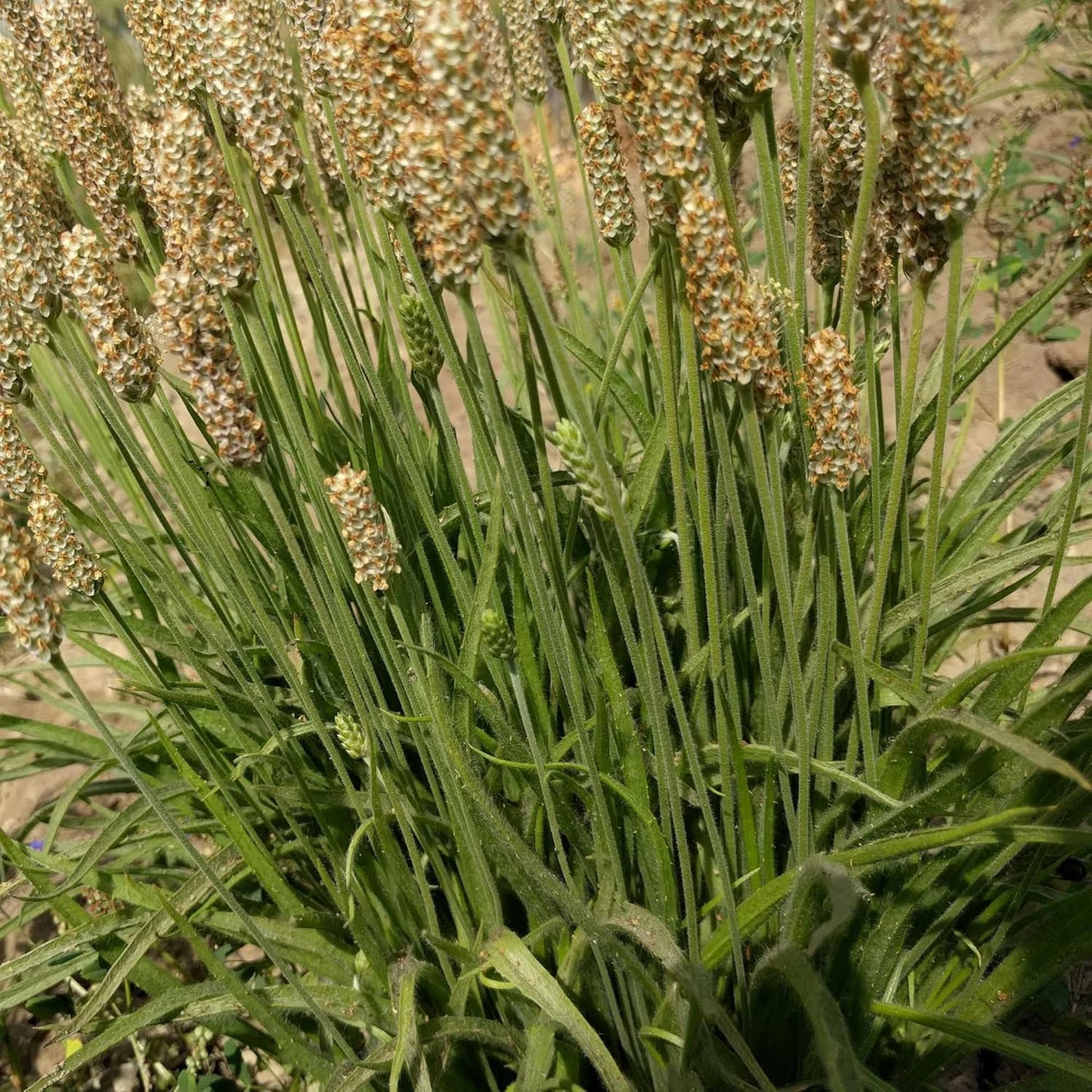 Yerba Prima Men's Internal Cleansing Dietary Supplement Kit - Pack of 2, Cleanse and Protect Your Body